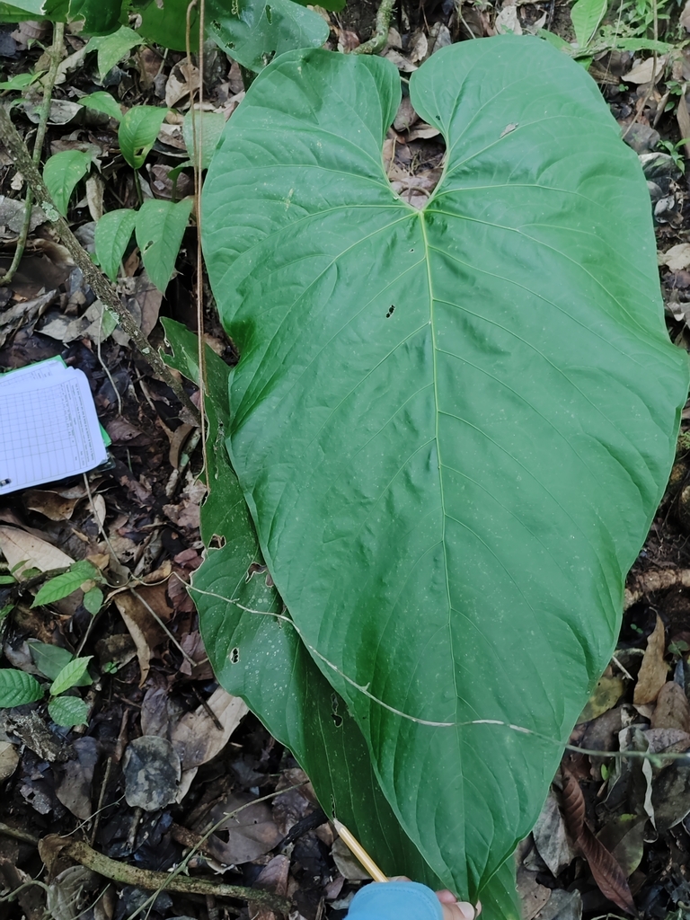 Anthurium dolichostachyum