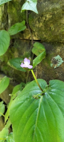 Epithema horsfieldii