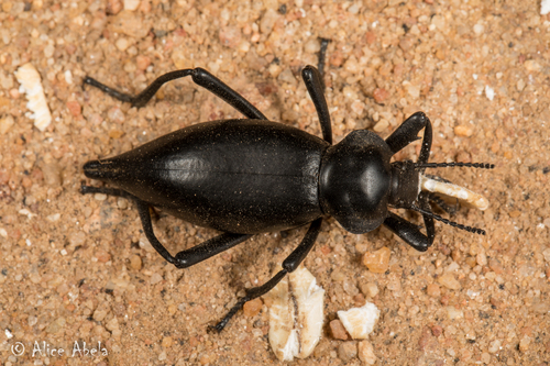 Eleodes acuticauda