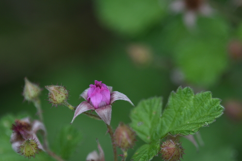 small-leaf bramble