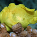Giant Frogfish - Photo (c) saturdaze, all rights reserved, uploaded by saturdaze