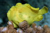 Giant Frogfish - Photo (c) saturdaze, all rights reserved, uploaded by saturdaze