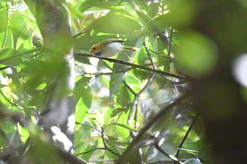 Rufous-faced Warbler