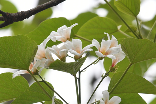 tung oil tree