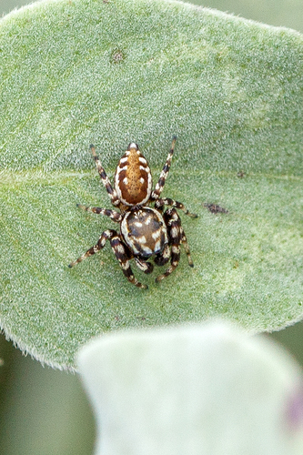 Peppered Jumping Spider