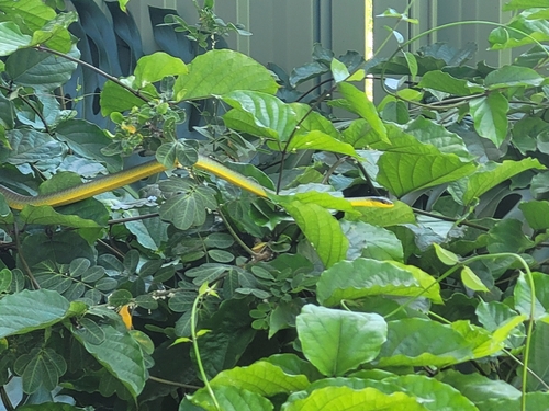 Common Tree Snake sighting