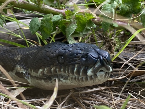 Coastal Carpet Python sighting