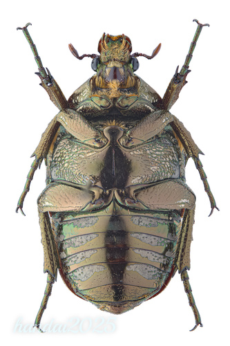 Oriental Flower Beetle