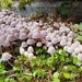 Coprinellus Sect. Disseminati - Photo (c) geliz, all rights reserved