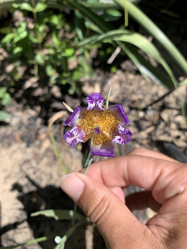 Purple Pleatleaf