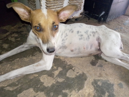 Domestic Dog
