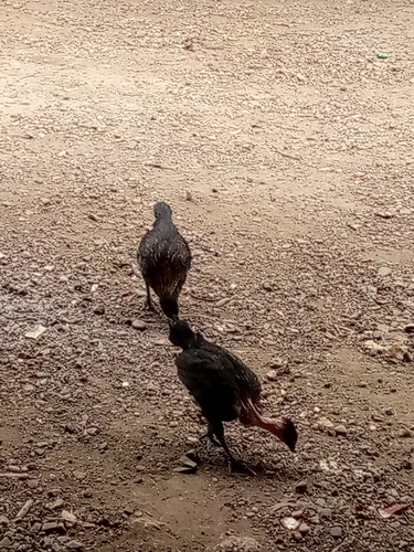 Domestic Chicken