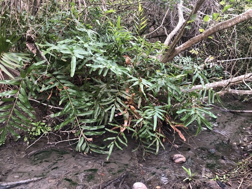 Golden Leather Fern (Acrostichum aureum)