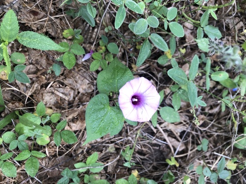 sweet potato (Ipomoea batatas)