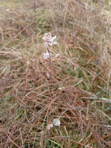 California Seathrift winter