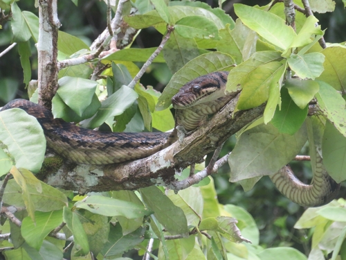 Amethyst Python — seen at this dive site