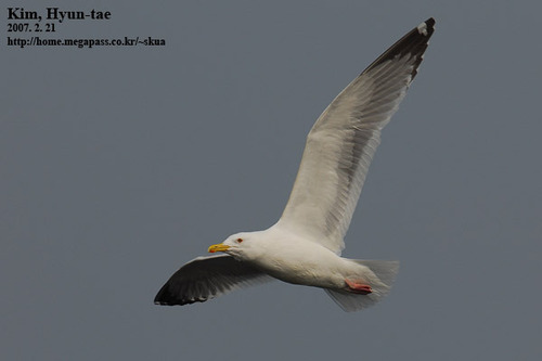 Mongolian Gull