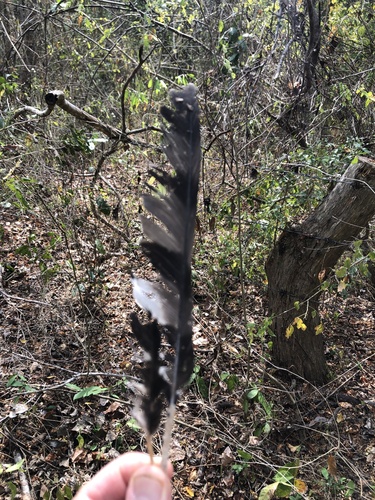 Hook-billed Kite (Chondrohierax uncinatus)