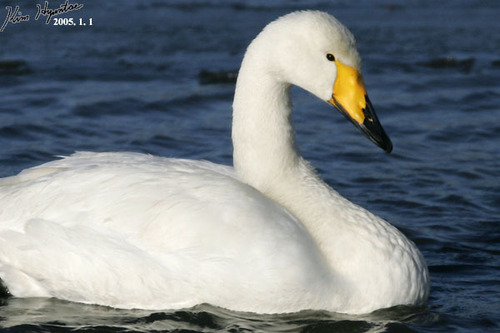 Whooper Swan