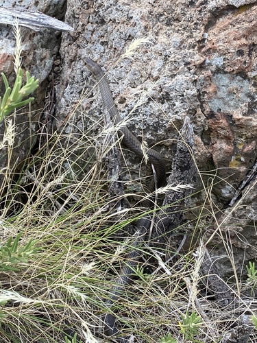 Eastern Brown Snake sighting
