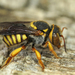 Dark-winged Red-Resin Bee - Photo (c) Henk Wallays, all rights reserved, uploaded by Henk Wallays