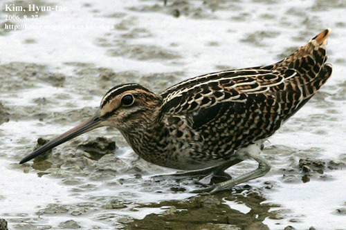 Swinhoe's Snipe (Gallinago megala), photo 10