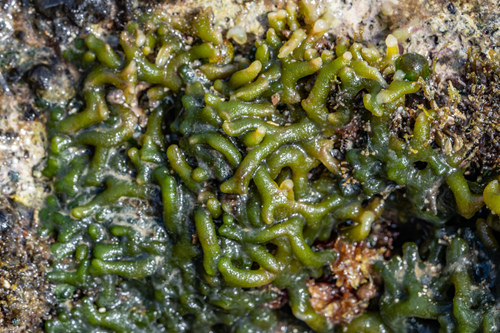 Codium edule