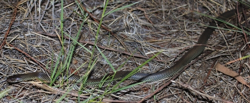 Mulga Snake sighting