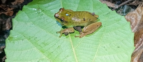 Dotted Reed Frog