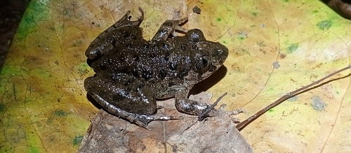 Scotobleps gabonicus