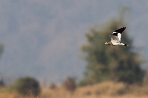 Grey-headed Lapwing