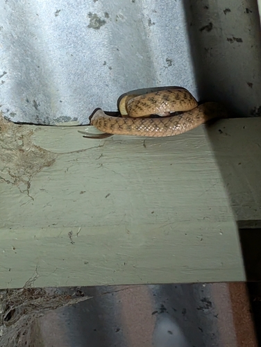 Brown Tree Snake sighting