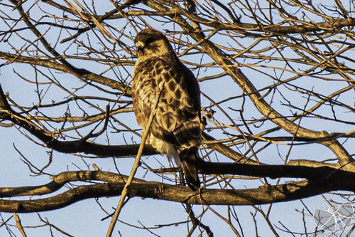 Eastern Buzzard