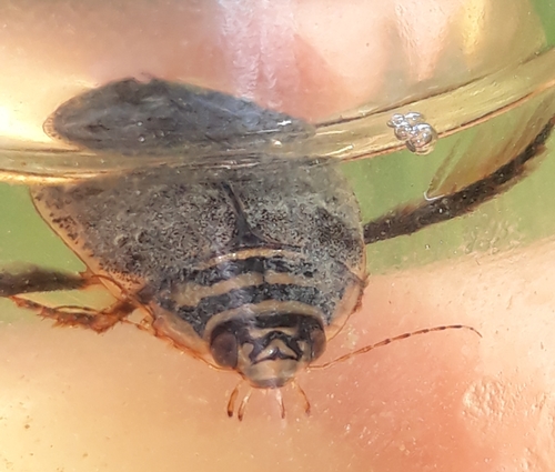Lesser Diving-beetle
