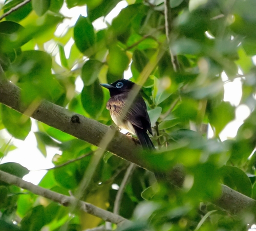 Black Paradise Flycatcher (Terpsiphone atrocaudata), photo 3