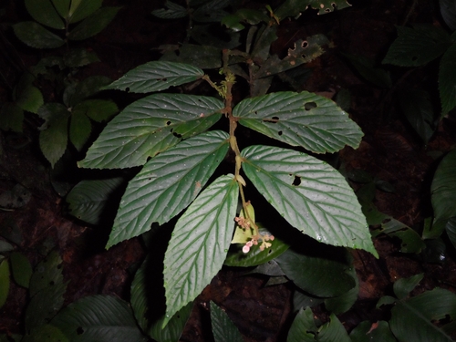 Begonia oblongifolia