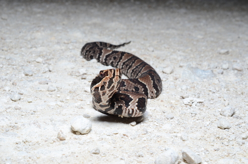 Florida Cottonmouth