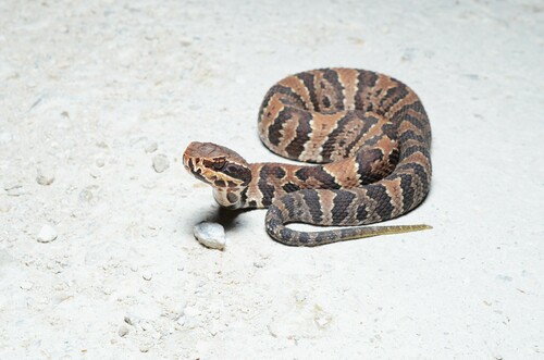 Florida Cottonmouth