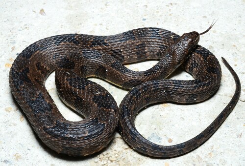 Brown Watersnake