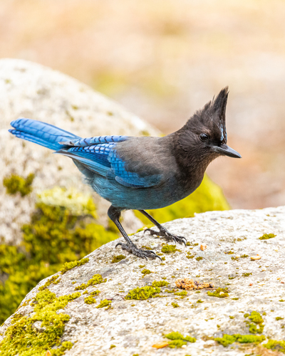 Steller's Jay