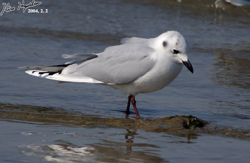 Saunders's Gull (Saundersilarus saundersi), photo 9