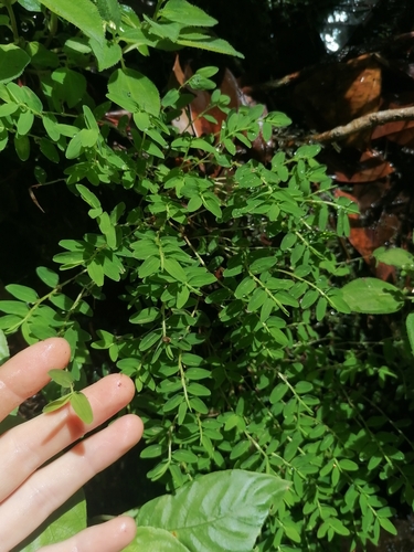 Raddiella kaieteurana