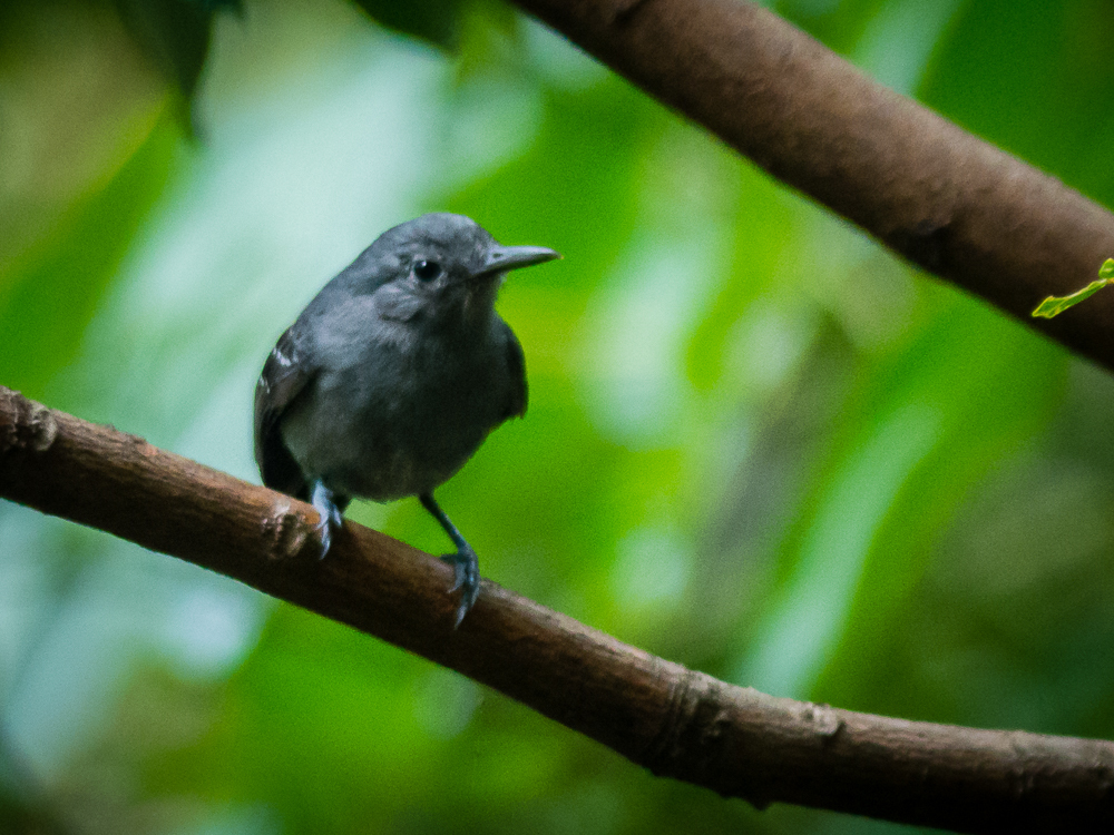 Leaden Antwren photo