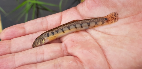 Cobitis hugowolfeldi · iNaturalist