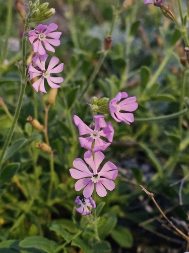 Silene obtusifolia