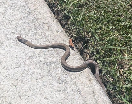 Eastern Brown Snake sighting