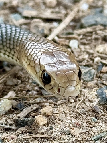 Eastern Brown Snake sighting