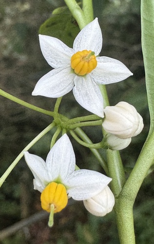 Solanum psychotrioides