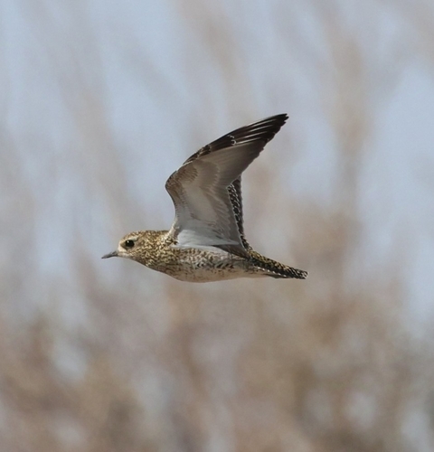 European Golden-Plover