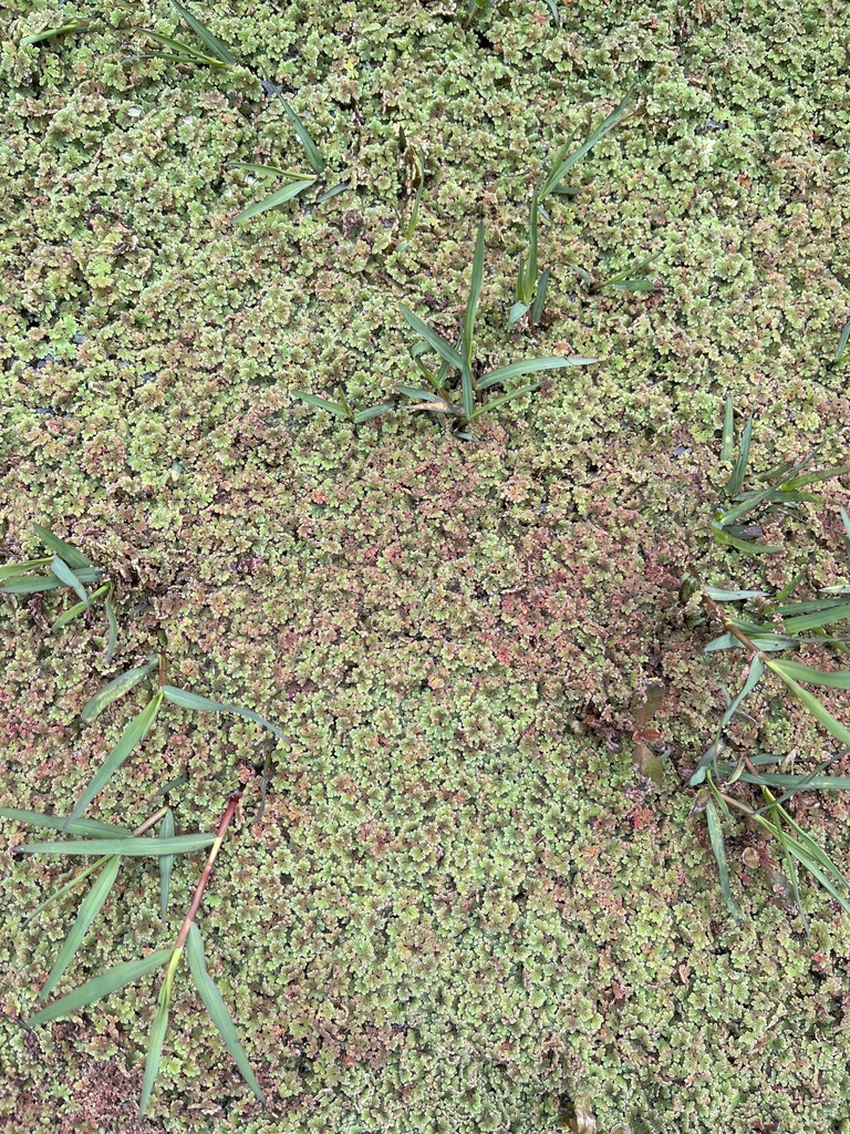 Mosquito Ferns from 燕崗路, 古洞, 新界, HK on February 20, 2025 at 09:32 AM by ...